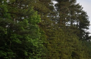 2010 Lexus HS 250h Review